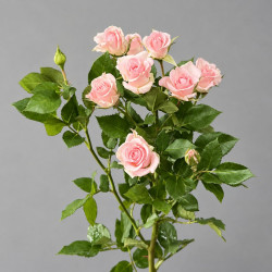 Розовая кустовая роза Лавиндер